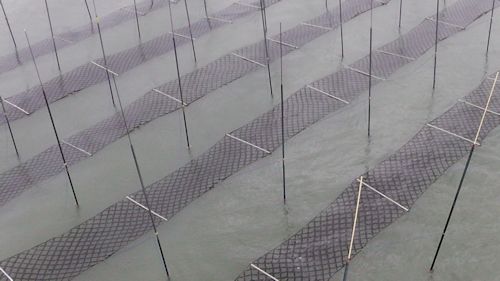 佐賀県の海苔網