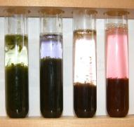 色素の抽出実験